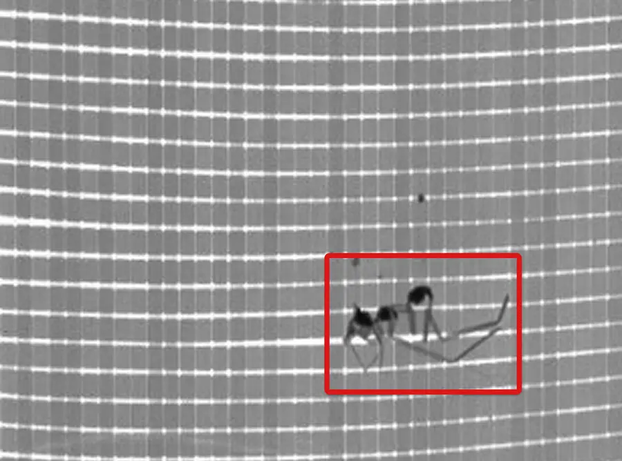 PP Woven fabric defect: Loose Thread